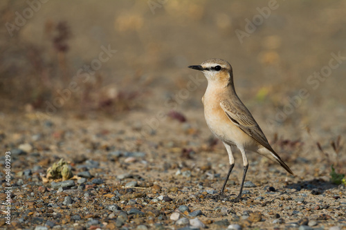 Izabeltapuit, Isabelline Wheatear, Oenanthe isabellina photo