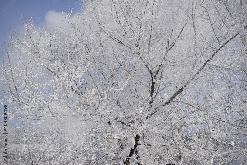snow covered branches snow covered branches