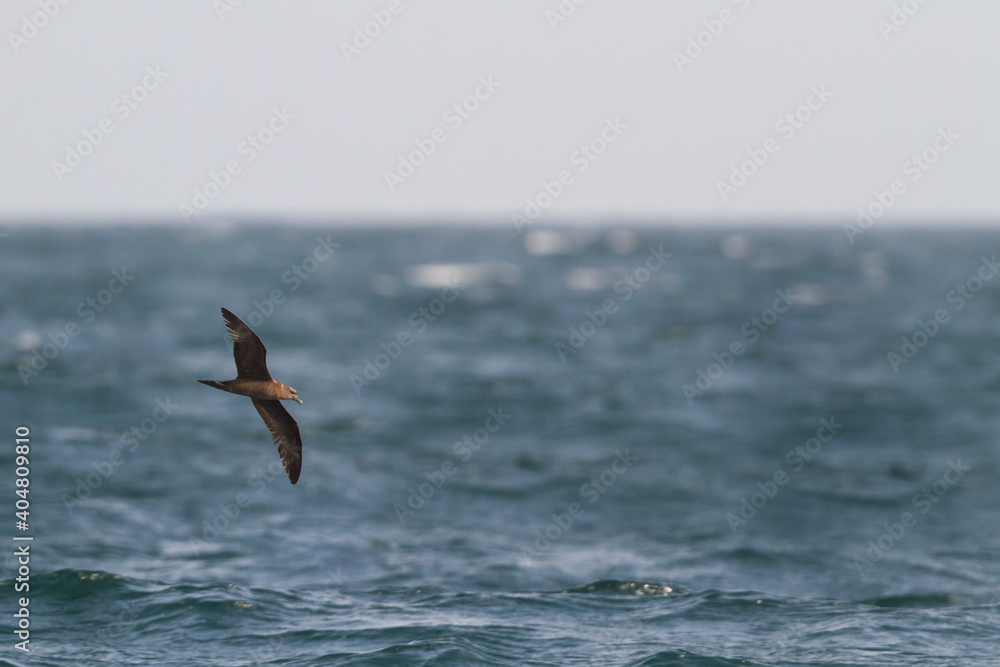 Fototapeta premium Jouanin's Petrel, Bulweria fallax