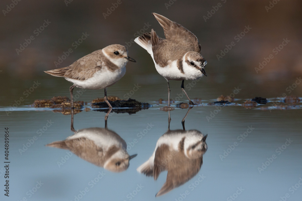 Fototapeta premium Strandplevier, Kentish Plover, Charadrius alexandrinus
