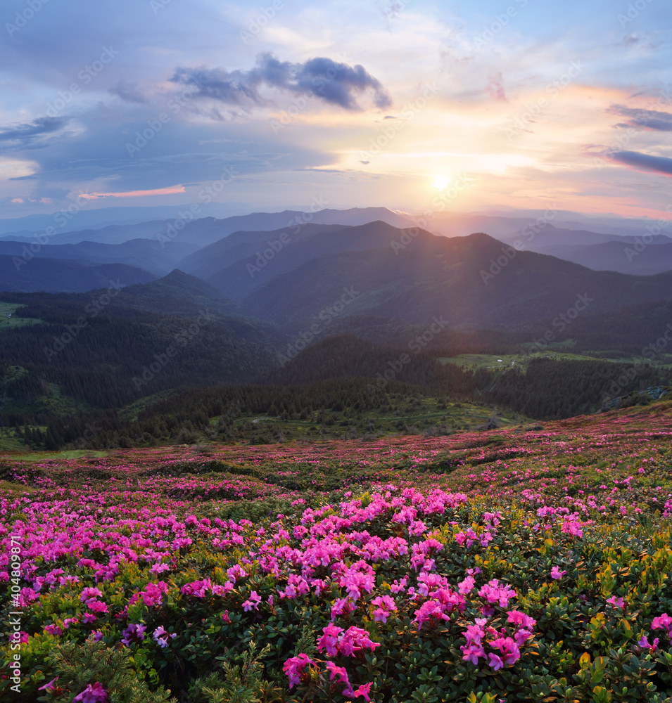 Amazing spring day. Scenery of the sunrise at the high mountains. The lawns are covered by pink rhododendron flowers. Beautiful natural wallpaper background.