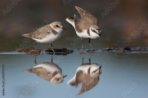 Strandplevier  Kentish Plover  Charadrius alexandrinus