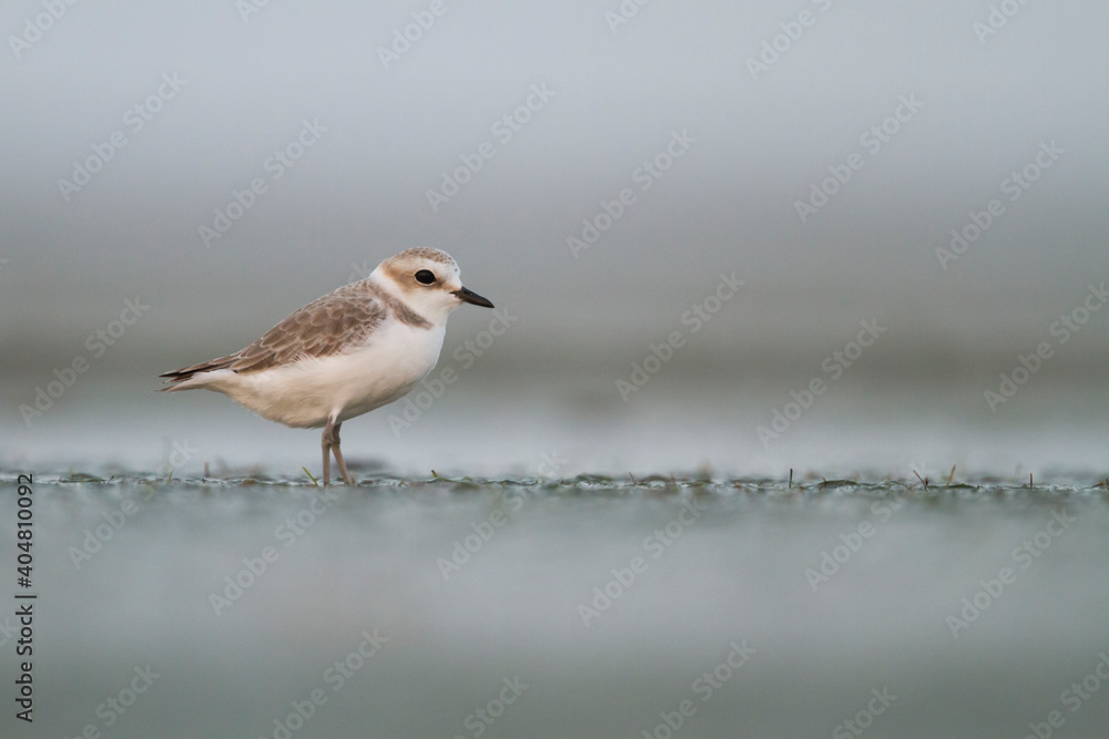 Strandplevier, Kentish Plover, Charadrius alexandrinus Strandplevier, Kentish Plover, Charadrius alexandrinus