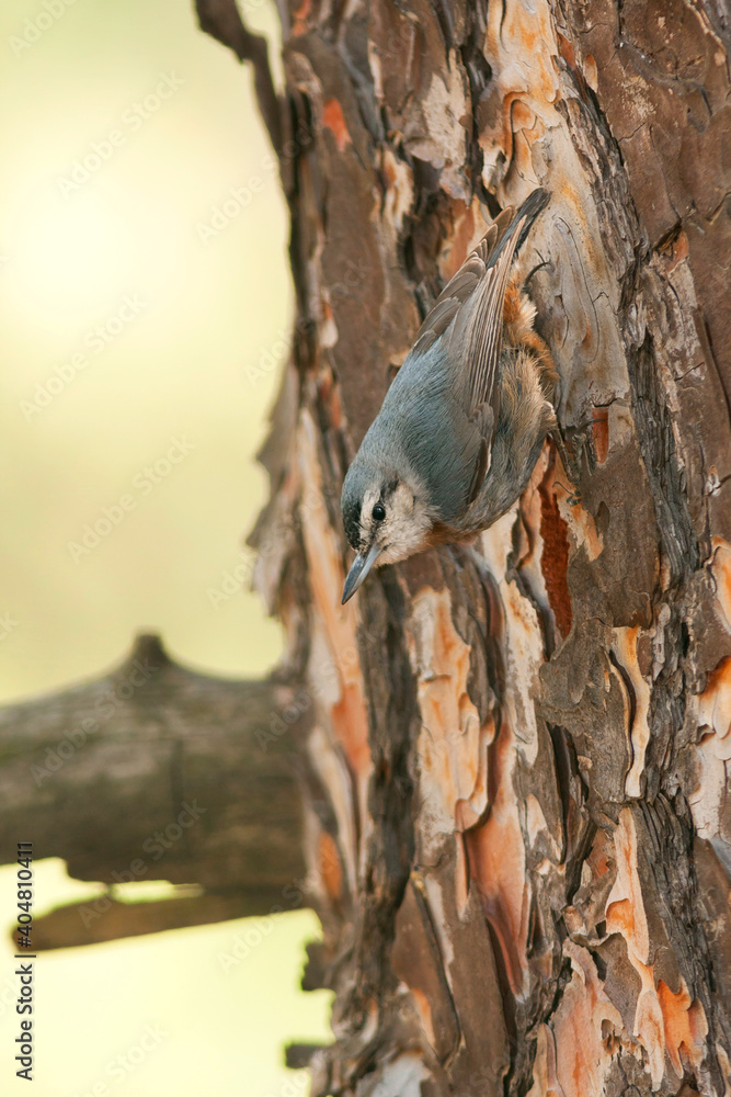 Turkse Boomklever, Kruper's Nuthatch, Sitta krueperi Turkse Boomklever, Kruper's Nuthatch, Sitta krueperi