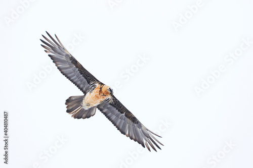 Bearded Vulture, Gypaetus barbatus barbatus © AGAMI
