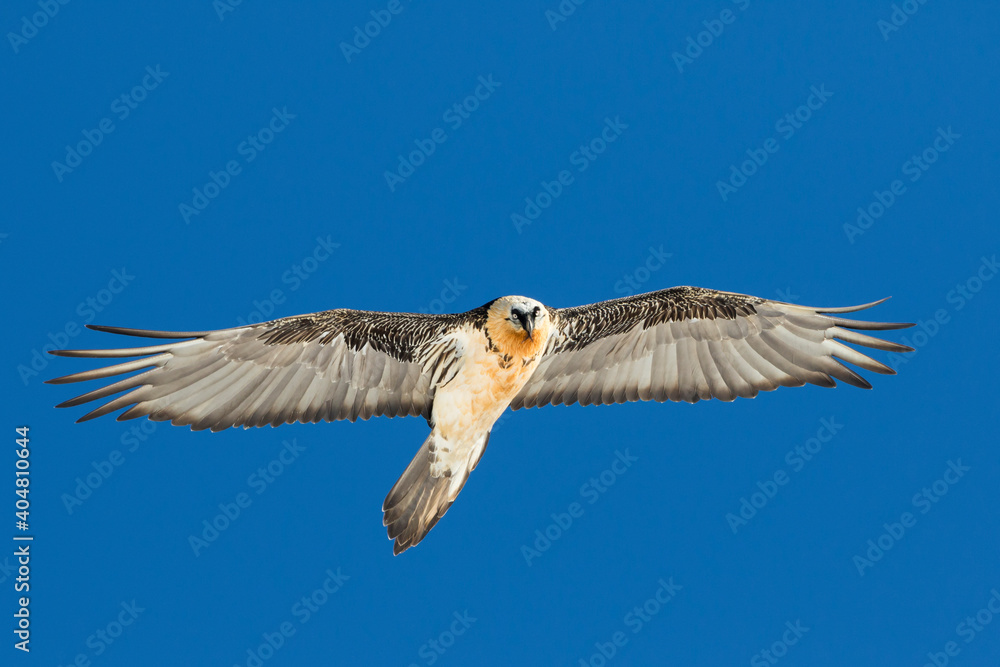 Bearded Vulture, Gypaetus barbatus barbatus Bearded Vulture, Gypaetus barbatus barbatus