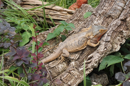 central bearded dragon climbing on a tree trunk