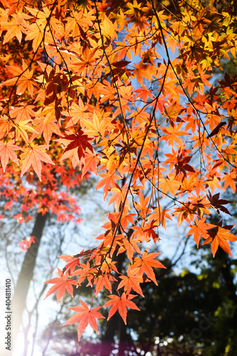 紅葉 もみじ オレンジ 鮮やか 秋 和風