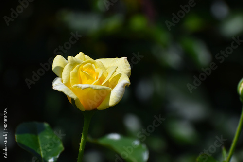 夏の庭園で咲く黄色のバラの花　新星（大船フラワーセンター） photo