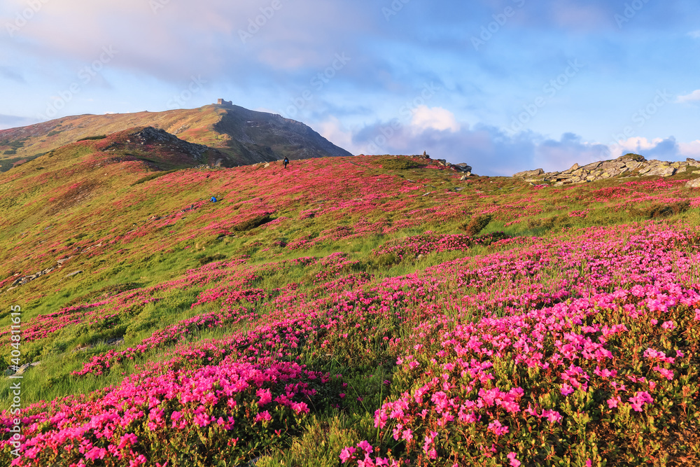 A lawn with flowers of pink rhododendron. Mountain landscape with beautiful sky and clouds. A nice summer day. Location Carpathian mountain, Ukraine, Europe. A lawn with flowers of pink rhododendron. Mountain landscape with beautiful sky and clouds. A nice summer day. Location Carpathian mountain, Ukraine, Europe.