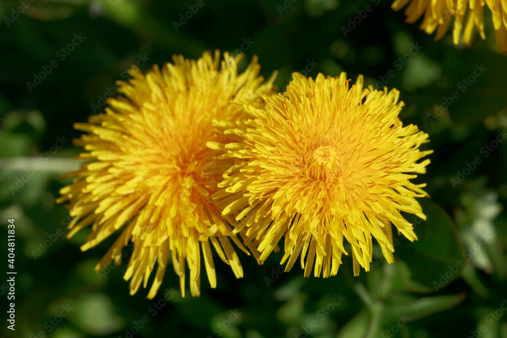 Gelbe Löwenzahnblüte, Makroaufnahme, Deutschland, Europa Gelbe Löwenzahnblüte, Makroaufnahme, Deutschland, Europa