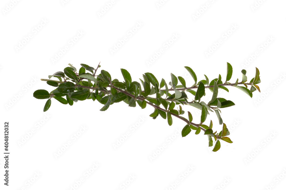 branch with green leaves isolated on white background branch with green leaves isolated on white background