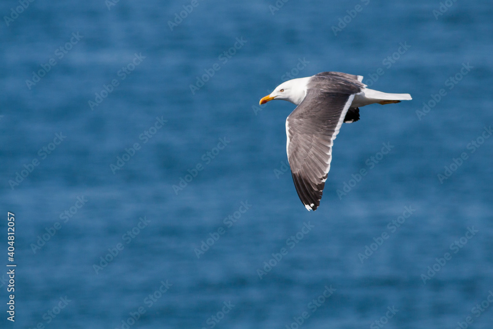 Ταπετσαρία Lesser Black-backed Gull, Britse Kleine Mantelmeeuw, Larus fuscus ssp