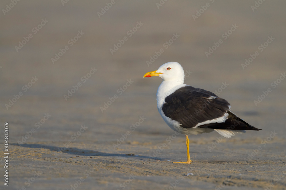 Kleine Mantelmeeuw, Lesser Black-backed Gull, Larus fuscus Kleine Mantelmeeuw, Lesser Black-backed Gull, Larus fuscus