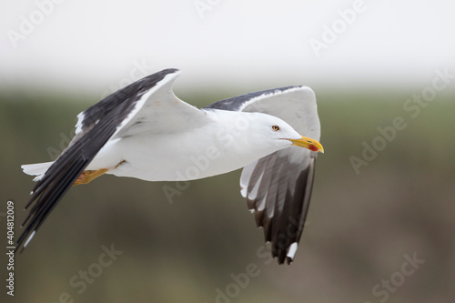 Quadro su tela Kleine Mantelmeeuw, Lesser Black-backed Gull, Larus fuscus