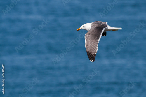 Lesser Black-backed Gull, Britse Kleine Mantelmeeuw, Larus fuscus ssp. graellsii
