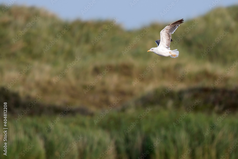 Kleine Mantelmeeuw, Lesser Black-backed Gull, Larus fuscus Kleine Mantelmeeuw, Lesser Black-backed Gull, Larus fuscus