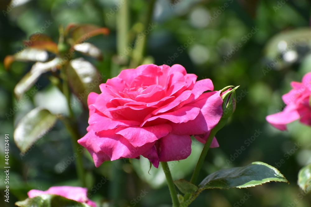 夏の庭園で咲くピンク色のバラの花 マヌウメイアン 夏の庭園で咲くピンク色のバラの花 マヌウメイアン
