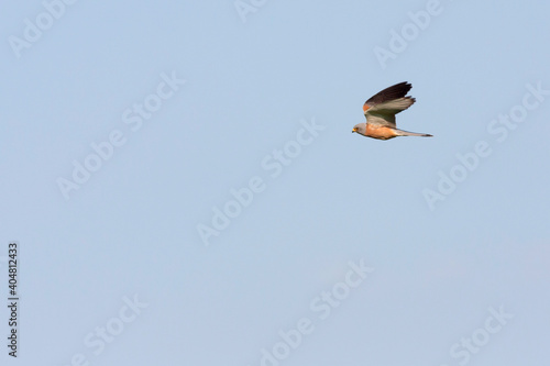 Lesser Kestrel, Kleine torenvalk, Falco naumanni photo