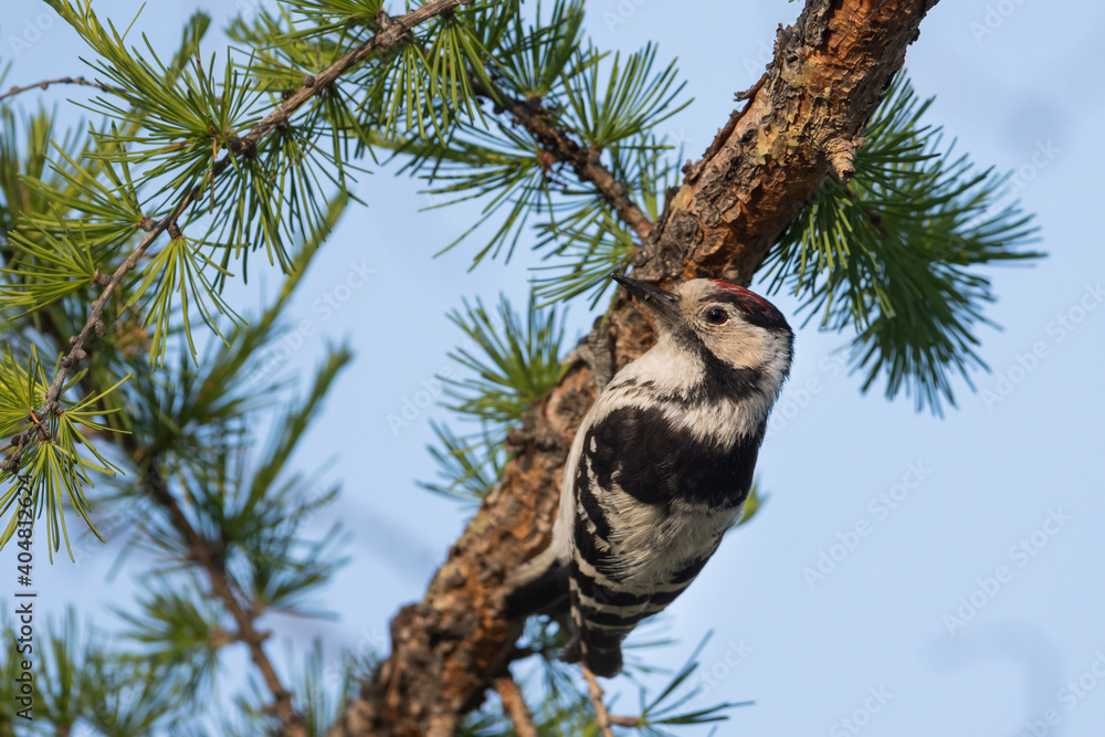 Kleine Bonte Specht, Lesser Spotted Woodpecker, Dendrocopos minor Kleine Bonte Specht, Lesser Spotted Woodpecker, Dendrocopos minor