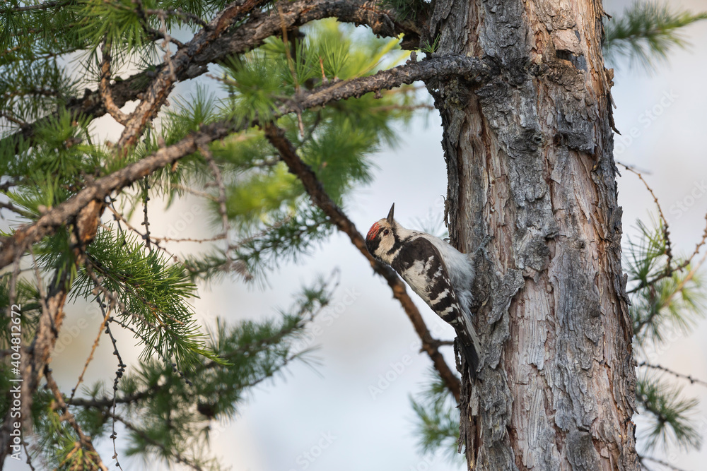 Kleine Bonte Specht, Lesser Spotted Woodpecker, Dendrocopos minor Kleine Bonte Specht, Lesser Spotted Woodpecker, Dendrocopos minor