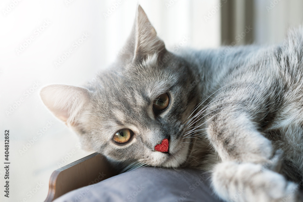 Cute Valentine little gray cat with small red sparkly heart on his nose