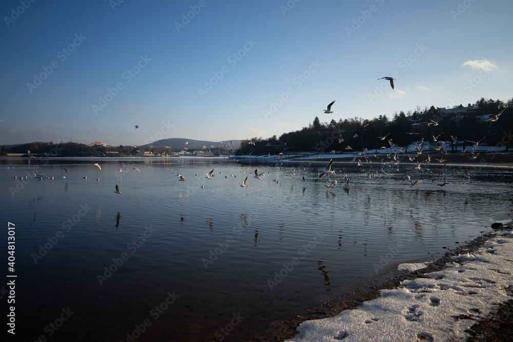 Flying birds on the lake in the winter