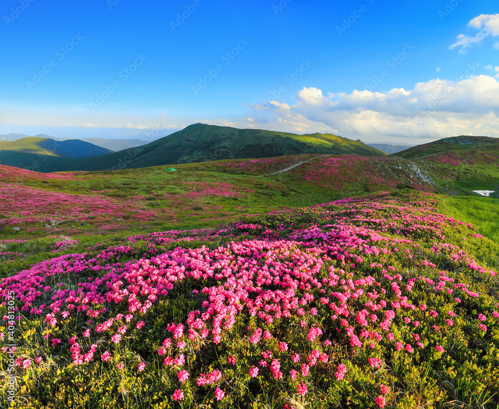 Fototapeta premium A lawn with flowers of pink rhododendron. Mountain landscape with beautiful sky and clouds. A nice summer day. Location Carpathian mountain, Ukraine, Europe.