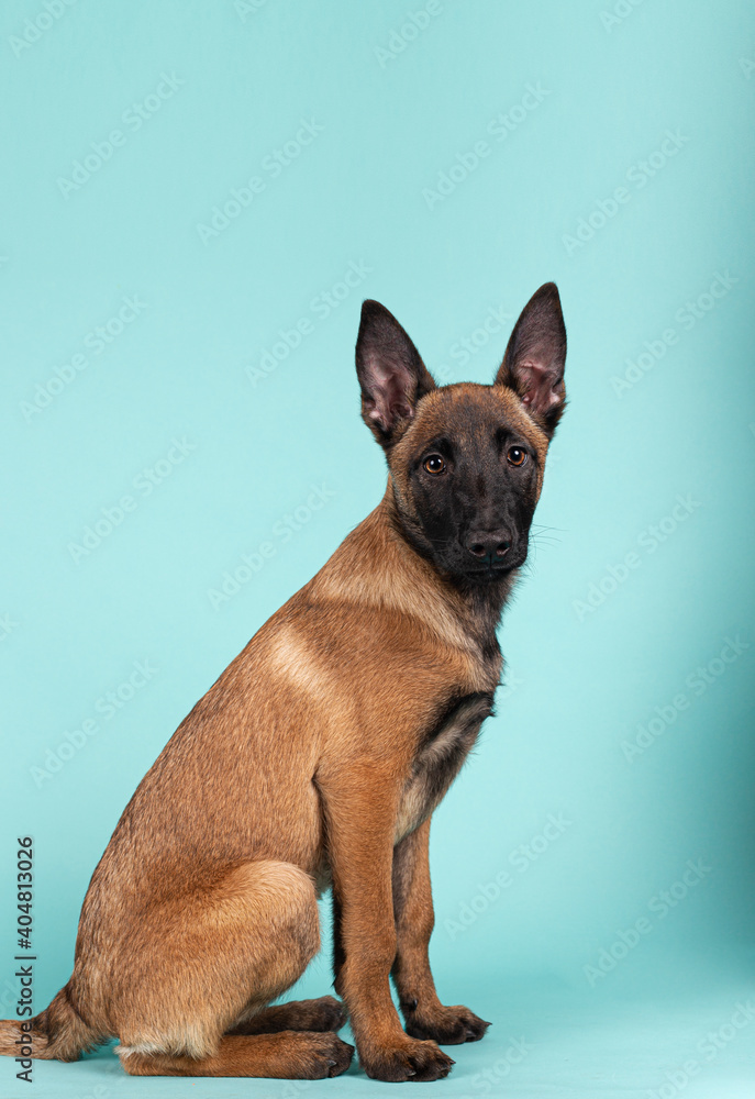 Cute Malinois puppy sitting in profile looking towards camera on a colored background Cute Malinois puppy sitting in profile looking towards camera on a colored background