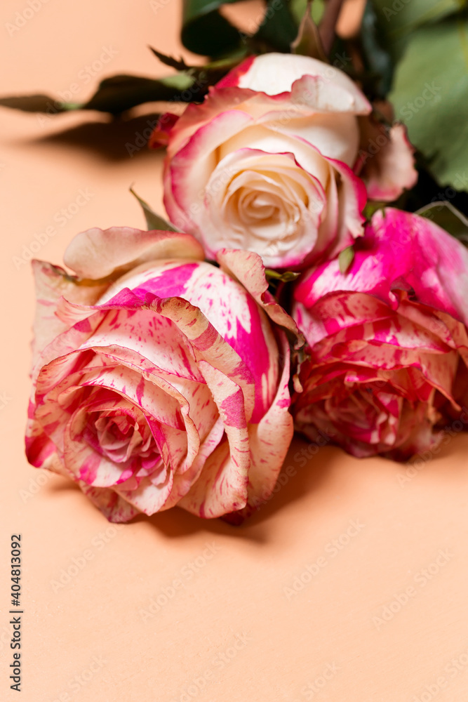 Fototapeta premium Beautiful bouquet of pink and white rose flowers close-up on beige pastel background