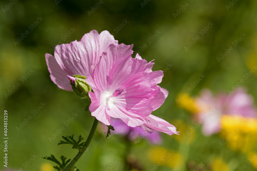 Rosen-Malve
Malva alcea
Einfache, zauberhafte, zartrosa Blüten hat diese Malve von Juni bis September zu bieten, satt sehen kann man sich da ganz und gar nicht. Rosen-Malve
Malva alcea
Einfache, zauberhafte, zartrosa Blüten hat diese Malve von Juni bis September zu bieten, satt sehen kann man sich da ganz und gar nicht.