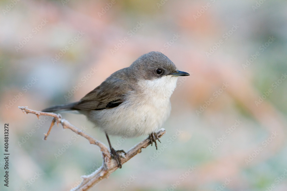 Braamsluiper, Lesser Whitethroat, Sylvia curruca curruca Braamsluiper, Lesser Whitethroat, Sylvia curruca curruca