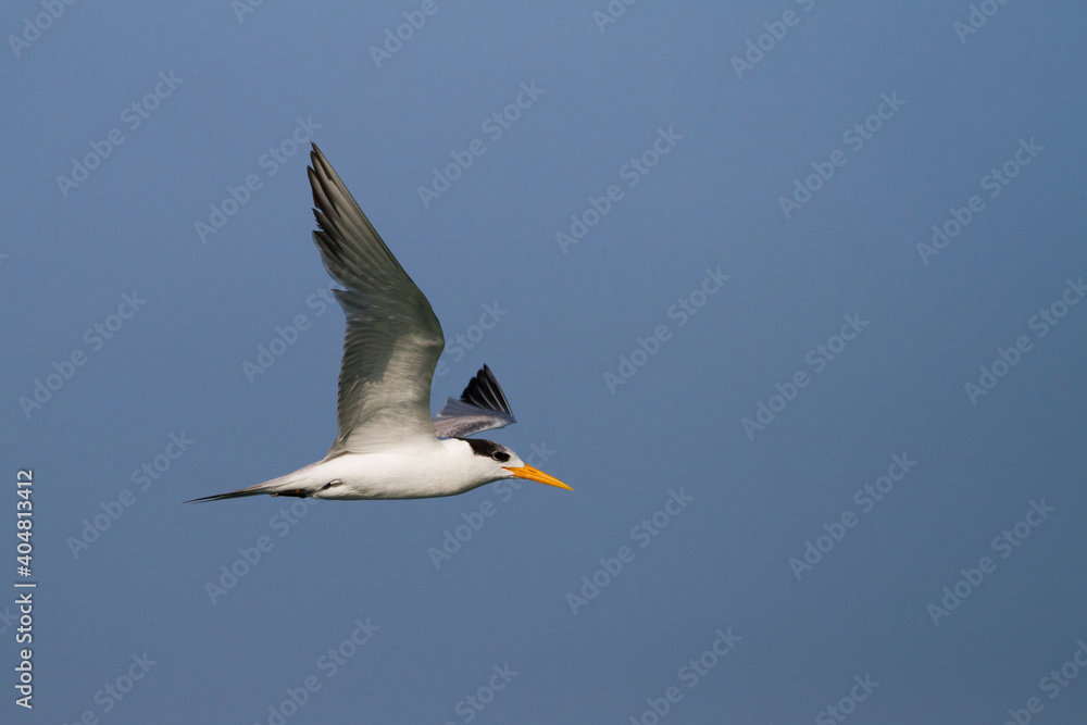 Fototapeta premium Bengaalse Stern, Lesser Crested Tern, Thalasseus bengalensis bengalensis