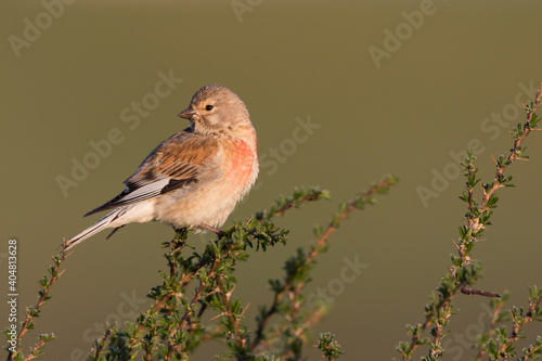 Tableau sur toile Kneu, Common Linnet, Carduelis cannabina bella