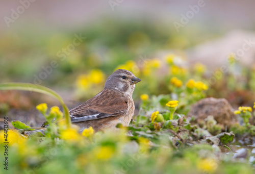 Kneu, Common Linnet, Carduelis cannabina mediterranea