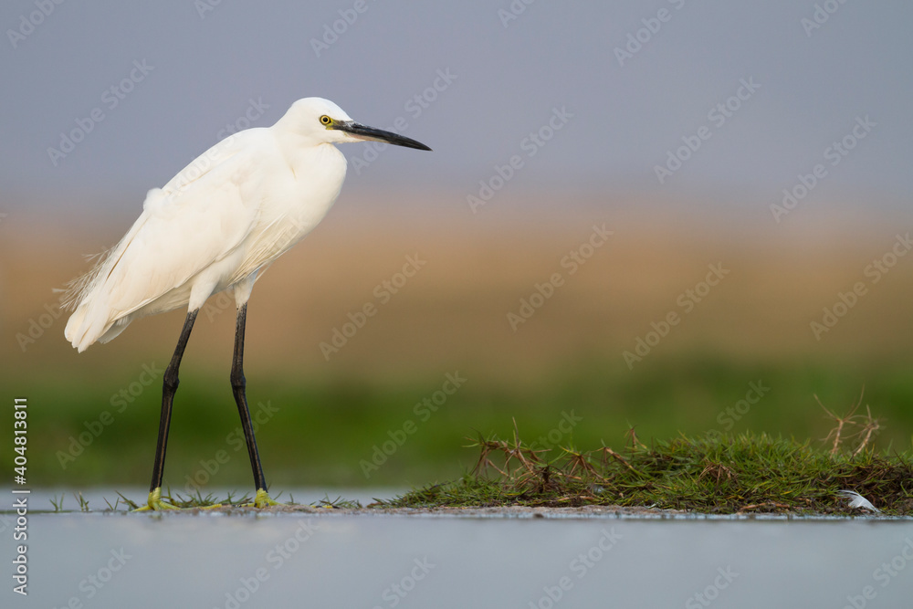 Kleine Zilverreiger, Little Egret, Egretta garzetta Kleine Zilverreiger, Little Egret, Egretta garzetta