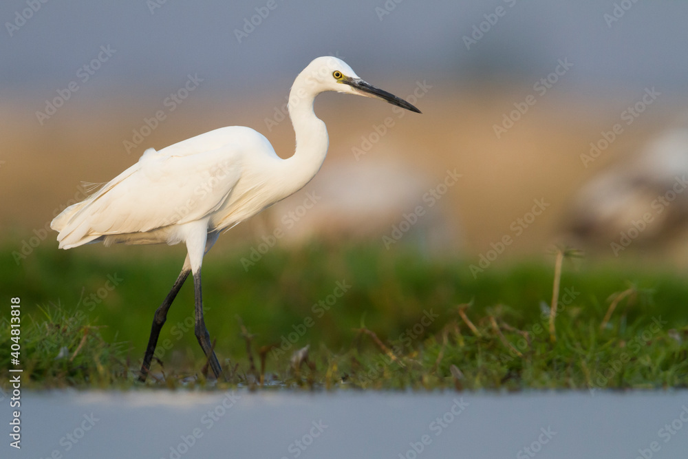 Fototapeta premium Kleine Zilverreiger, Little Egret, Egretta garzetta