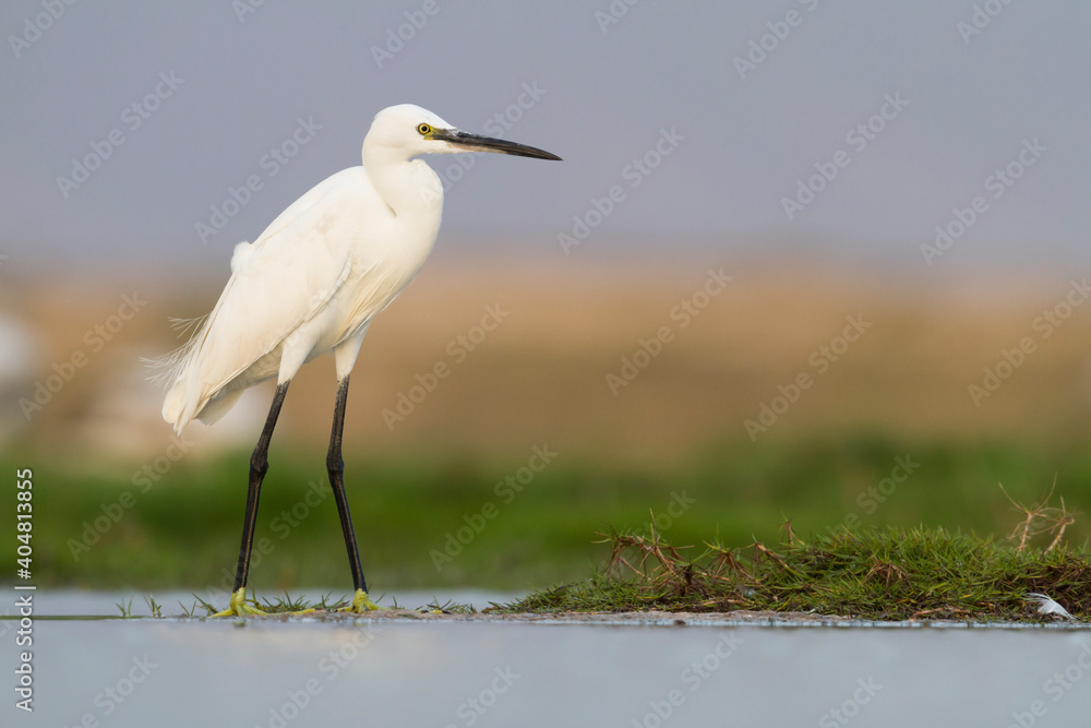 Kleine Zilverreiger, Little Egret, Egretta garzetta Kleine Zilverreiger, Little Egret, Egretta garzetta