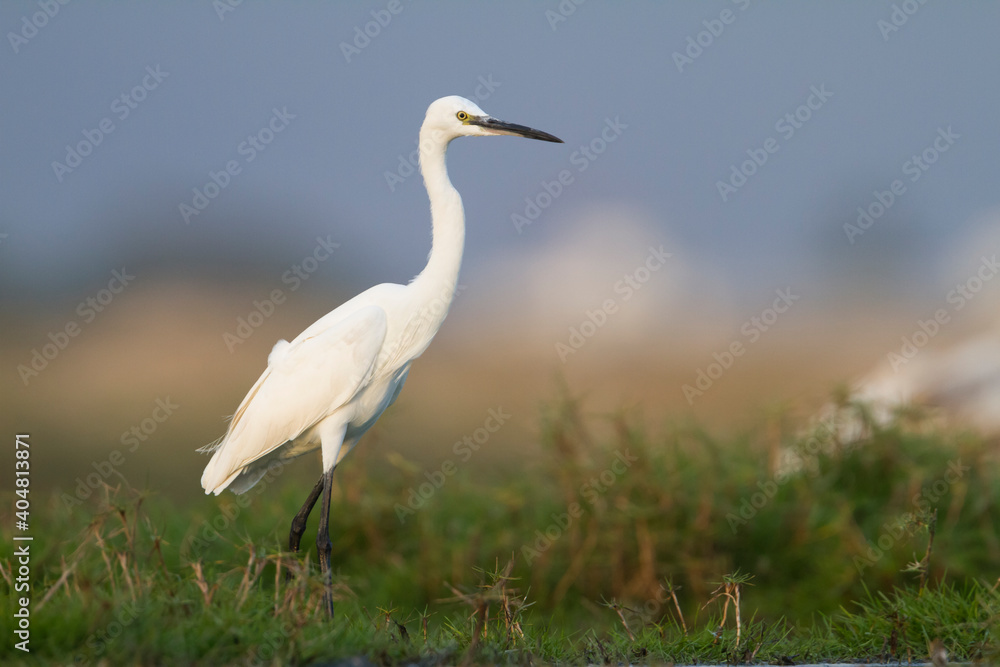 Kleine Zilverreiger, Little Egret, Egretta garzetta Kleine Zilverreiger, Little Egret, Egretta garzetta
