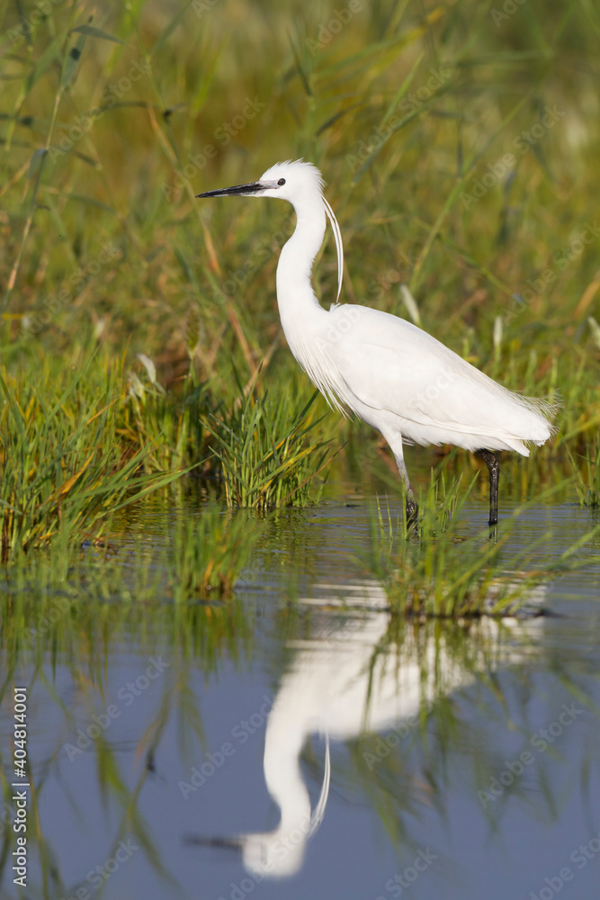 Kleine Zilverreiger, Little Egret, Egretta garzetta Kleine Zilverreiger, Little Egret, Egretta garzetta