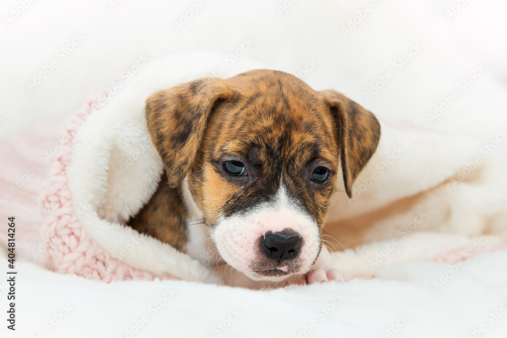 Cute little brindle pit bull puppy lies on a paw. Dog isolated on white background. Wrapped in a pink sweater. Looking into the camera
