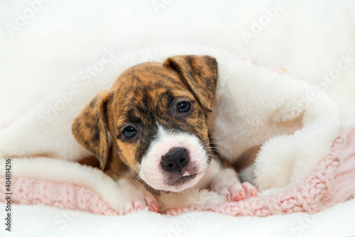 Cute little brindle pit bull puppy lies on a paw. Dog isolated on white background. Wrapped in a pink sweater. Head tilted