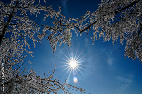 Sonnenstern mit verschneiten Bäumen, Wintersonne am blauen Himmel, Sonne im Winter photo