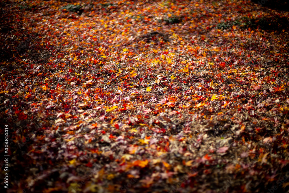平林寺の紅葉 平林寺の紅葉
