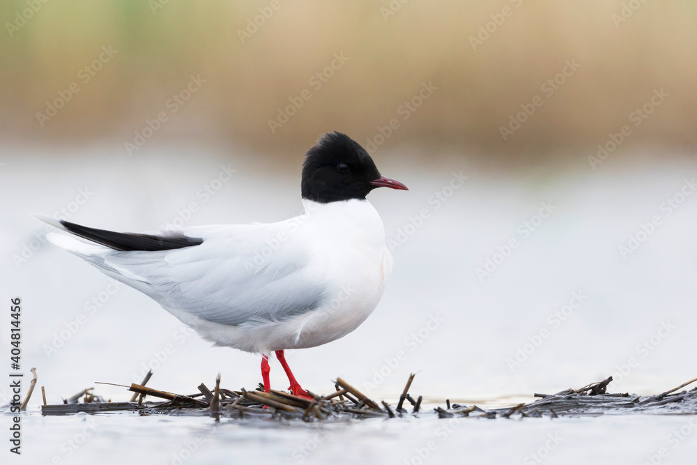 Obraz na plátně Dwergmeeuw, Little Gull, Hydrocoloeus minutus