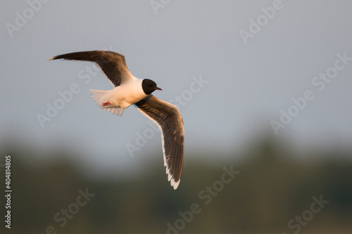 Dwergmeeuw, Little Gull, Hydrocoloeus minutus photo