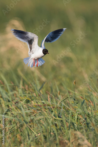 Dwergmeeuw, Little Gull, Hydrocoloeus minutus photo