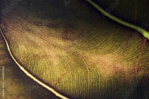 Banana Leaf Close-Up