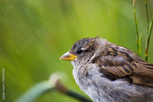 Sparrow Portrait