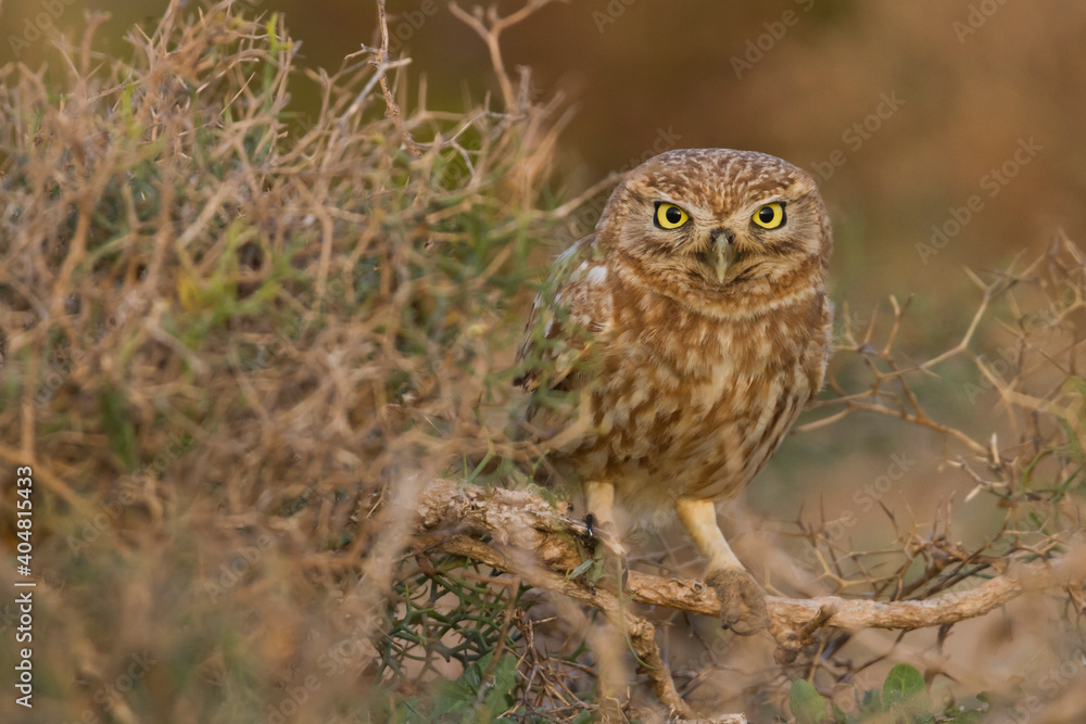 Woestijnsteenuil, Cucumiau, Athene noctua saharae Woestijnsteenuil, Cucumiau, Athene noctua saharae